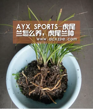 AYX SPORTS-虎尾兰怎么养,虎尾兰种植方法(图3) AYX SPORTS