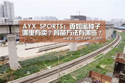 AYX SPORTS:香如蜜种子哪里有卖?育苗方法有哪些?(图4) 爱游戏体育(中国)官方网站